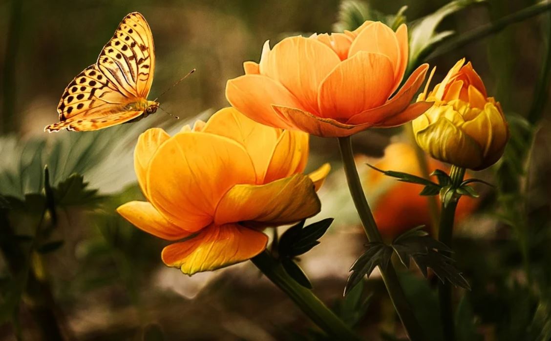 květiny a motýl